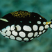 clown-triggerfish-indonesia-977806-ga