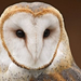 normal Barn Owl