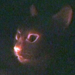 glow-in-dark-cats2