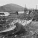 Dawson City on the Yukon River, 1898.