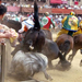 palio-siena