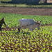 Robaina Tobacco Plantation013