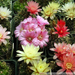 gymnocalycium baldianum 1