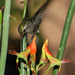 Pedilanthus-macrocarpus-4