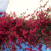 Bougainvillea (Murvafürt), csodaszép, nem?