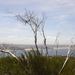 a háttérben Manly Beach