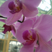 orchidea 016
