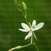 Fürtös homokliliom (Anthericum liliago)
