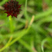 Feketekosbor, vagy Törpe bíborka, (Nigritella nigra)