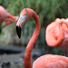 közeli flamingó