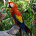 538px-Scarlet Macaw (Ara macao) -Coco Reef -Mexico-6-2c