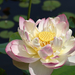 'Mrs. Perry D. Slocum' Sacred Lotus in full bloom at Brooklyn Bo