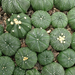 Astrophytum asterias Seeigelkaktus 1