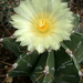 Astrophytum ornatum Moenchskappe 1