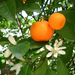 Citrus reticulata var. deliciosa Mandarine 1