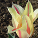 Csíkos tulipán