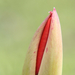 IMG 2973 tulipán