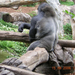 LoroPark gorilla