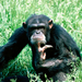 csimpanz chimpanzee06