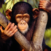 csimpanz chimpanzee11