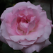 A rózsaszínű rózsám