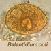 balantidium coli