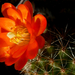 Narancs színű kaktuszvirág