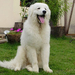 450px-Kuvasz Prince Juninho Poster