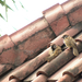 madarak a tetőn