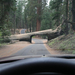 tree-tunnel