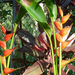 0330 Maui-Tropical Gardens