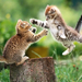 Battle Of Kittens