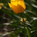 tulipán4