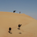 Black camels