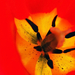 Tulipánvirág.....
