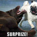 funny-dog-pictures-surprise-pug