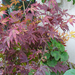 Acer palm. 'Atropurpureum'