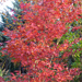 Acer palm. 'Atropurpureum'