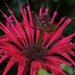 Monarda