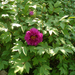 Album - Paeonia suffruticosa