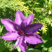 Clematis 'President'