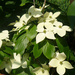 Cornus kousa 'Teutonia'