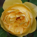 Rosa 'Graham Thomas'