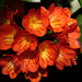 Clivia