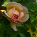 A Shropshire Lad