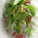 passiflora edulis gyümölcskezdemény
