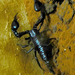 nyír-skorpió