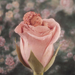 Anne Geddes 2