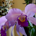 orchidea (epidendrum ibaguense)