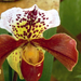 orchidea (paphodedilum henrianum)
